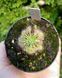 Drosera Nitidula x Pulchella DR52 фото 2