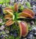 Dionaea muscipula Microdent - S DM24 фото 1
