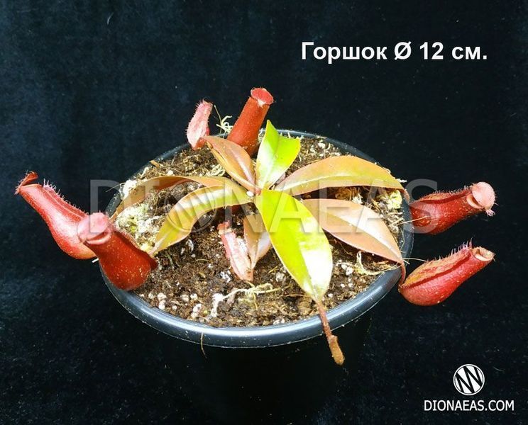 Непентес Кровавая Мэри | Nepenthes Bloody Mary - M NEP05 фото