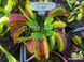 Dionaea muscipula "G-16" - S DM76 фото 1