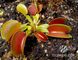 Dionaea muscipula Microdent - S DM24 фото 7
