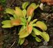 Dionaea muscipula Microdent - S DM24 фото 6