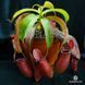 Непентес Кровавая Мэри | Nepenthes Bloody Mary - M NEP05 фото 8