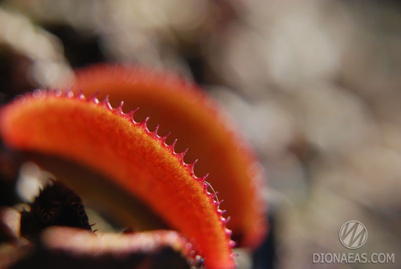 Dionaea muscipula Microdent - S DM24 фото