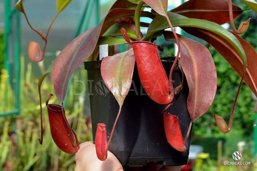 Непентес Кровавая Мэри | Nepenthes Bloody Mary - M NEP05 фото