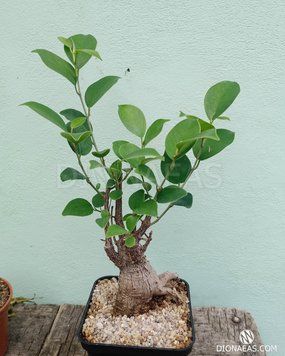 Фикус Микрокарпа - Ficus microcarpa Ginseng  EX83 фото