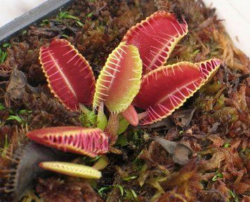 Dionaea muscipula Lep Giant - L DM57 фото