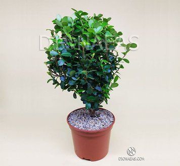 Myrsine Africana на штамбі - Мірсіна африканська EX06 фото