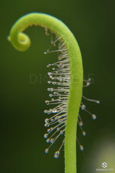 Drosera "Capensis var. Alba" - S DR01 фото