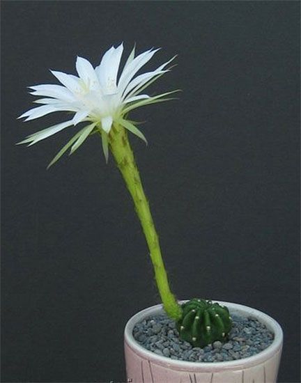 Echinopsis Subdenudata SU53 фото