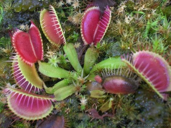 Dionaea muscipula Lep Giant - L DM57 фото