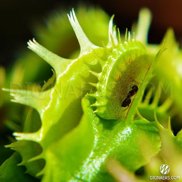 Dionaea muscipula Fused tooth - S DM41 фото