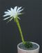 Echinopsis Subdenudata SU53 фото 6