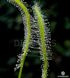 Drosera "Capensis var. Alba" - S DR01 фото 3