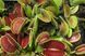 Dionaea muscipula Lep Giant - L DM57 фото 2
