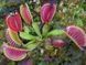 Dionaea muscipula Lep Giant - L DM57 фото 3