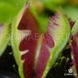 Dionaea muscipula Fused tooth - S DM41 фото 4