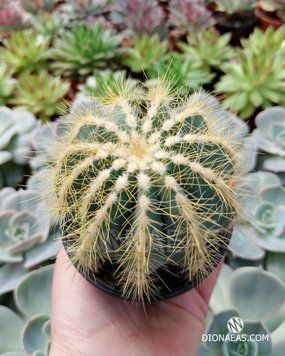 Пародия великолепная - Parodia magnifica, Эриокактус великолепный, Eriocactus magnificus, Notocactus Magnificus SU74 фото