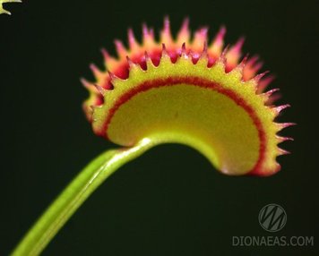 Dionaea muscipula Dentate trap - S DM08 фото