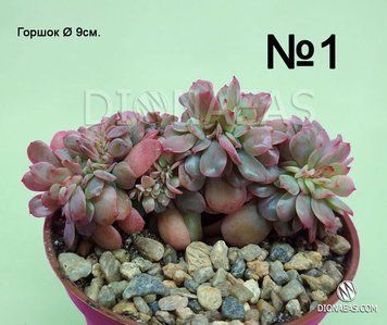 Echeveria Briar Rose Cristata SU23 фото