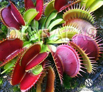 Dionaea muscipula Giant big mouth - S DM58 фото