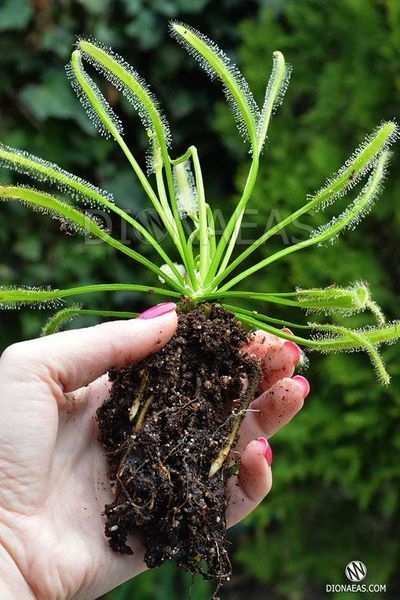 Drosera "Capensis var. Alba" - M DR01 фото