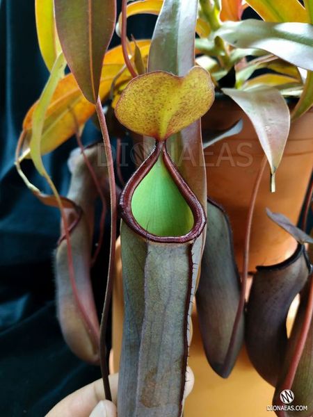 Непентес Ребекка Супер | Nepenthes Rebecca soper - S NEP06 фото