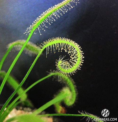 Drosera "Capensis var. Alba" - M DR01 фото