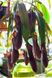 Непентес Ребекка Супер | Nepenthes Rebecca soper - S NEP06 фото 3