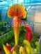 Sarracenia chelsonii hybrid - S S62 фото 2