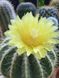Пародия великолепная - Parodia magnifica, Эриокактус великолепный, Eriocactus magnificus, Notocactus Magnificus SU74 фото 6