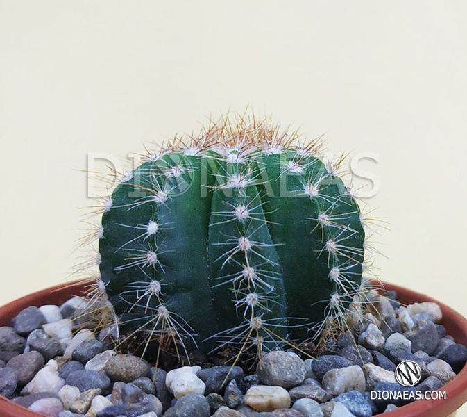 Пародия великолепная - Parodia magnifica, Эриокактус великолепный, Eriocactus magnificus, Notocactus Magnificus SU74 фото