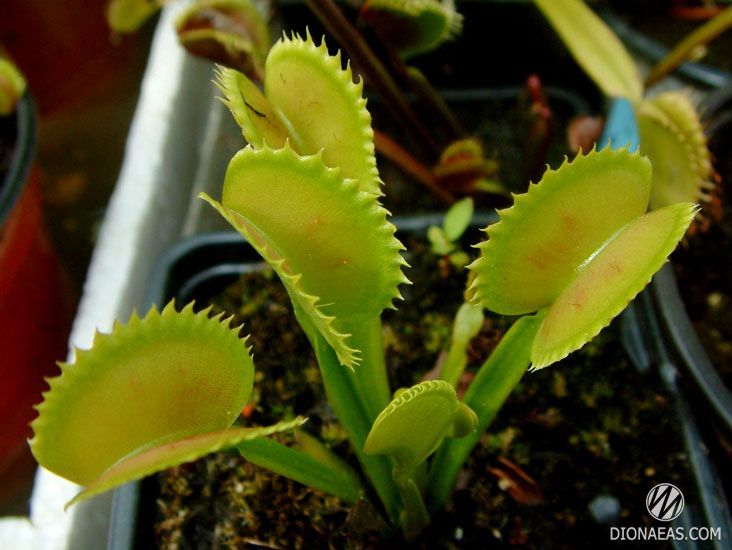 Dionaea muscipula Dentate trap - S DM08 фото