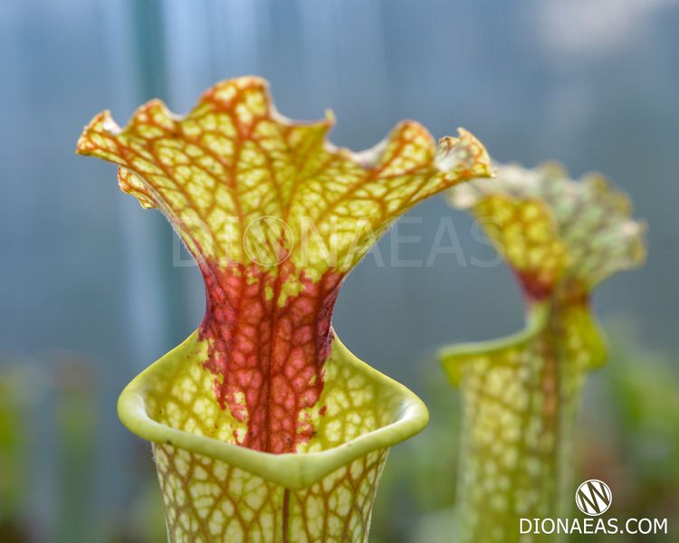 Sarracenia Leucophylla - red stripe throat - S S08 фото