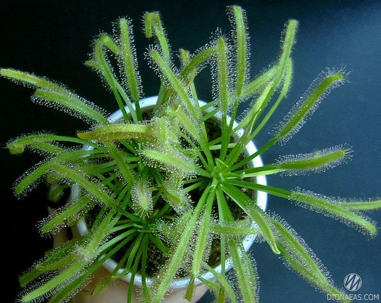 Drosera "Capensis var. Alba" - M DR01 фото