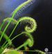 Drosera "Capensis var. Alba" - M DR01 фото 2