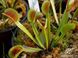 Dionaea muscipula Dentate trap - S DM08 фото 2