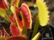 Dionaea muscipula Dentate trap - S DM08 фото 6