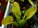 Dionaea muscipula Dentate trap - S DM08 фото 3