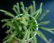 Drosera "Capensis var. Alba" - M DR01 фото 3