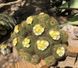 Пародія чудова - Parodia magnifica, Еріокактус чудовий, Eriocactus magnificus, Notocactus Magnificus SU74 фото 7