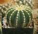 Пародія чудова - Parodia magnifica, Еріокактус чудовий, Eriocactus magnificus, Notocactus Magnificus SU74 фото 4