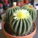 Пародія чудова - Parodia magnifica, Еріокактус чудовий, Eriocactus magnificus, Notocactus Magnificus SU74 фото 5