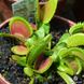 Dionaea muscipula Dentate trap - S DM08 фото 5