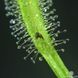 Drosera "Capensis var. Alba" - M DR01 фото 9