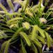 Drosera "Capensis var. Alba" - M DR01 фото 4