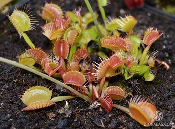 Dionaea muscipula Milachka - S DM25 фото