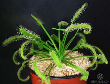 Drosera "Capensis var. Alba" - L DR01 фото