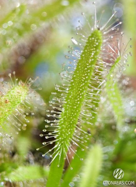 Drosera "Capensis var. Alba" - L DR01 фото