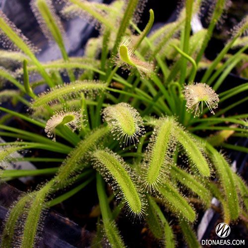 Drosera "Capensis var. Alba" - L DR01 фото